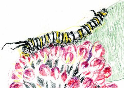 Monarch caterpillar