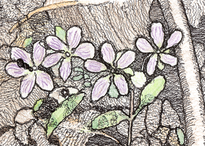 Carolina spring beauties