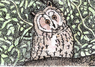 Long eared owl