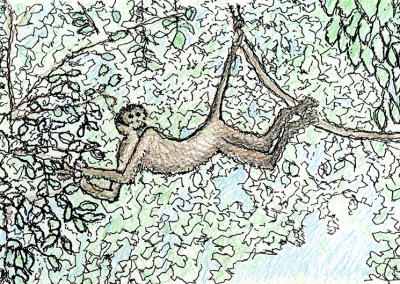 Monkey