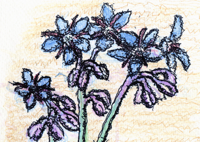 Borage flowers