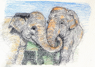 Elephants