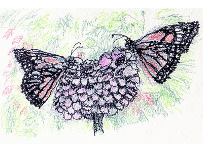 Monarch butterflies