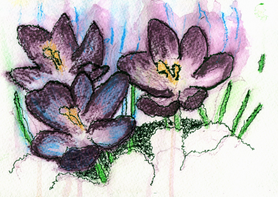 crocus in the snow