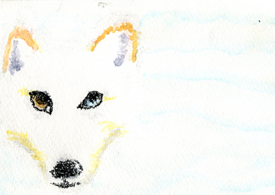Arctic Fox