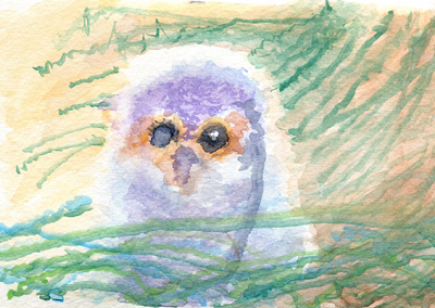 flammulated owl nestling