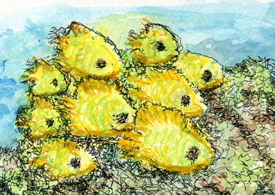 School of Bluecheek Butterfly Fish