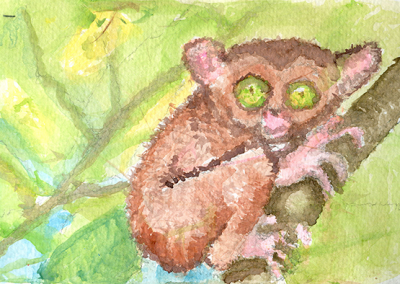 Philippine tarsier