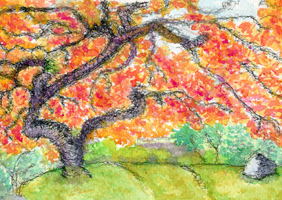 Japanese maple tree