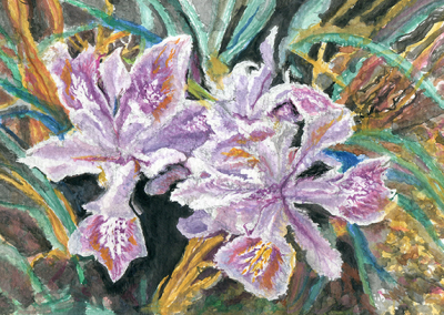 wild Iris