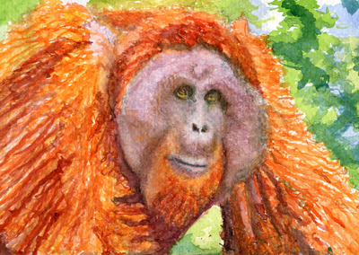 Bornean orangutan