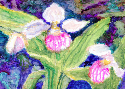 Lady’s slipper orchid
