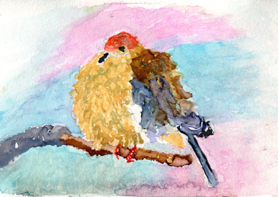 Mourning* Dove