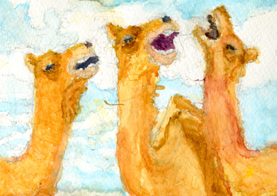 laughing camels